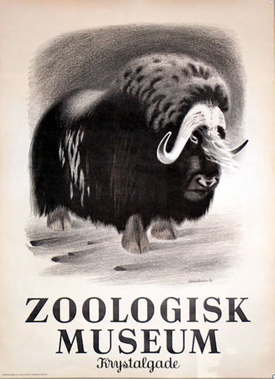 Zoologisk Museum - Musk Ox - Muskox original poster designed by Hansen, Aage Sikker (1897-1955)