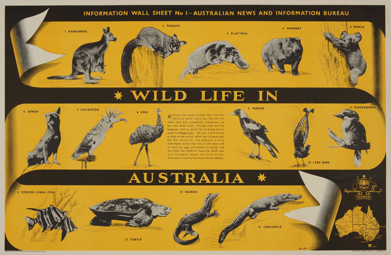 Wild life in Australia original poster designed by D. J. F.