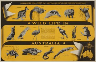 Wild life in Australia