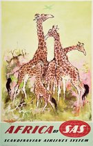 Scandinavian Airlines System SAS Africa Giraffe
