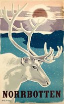 Norrbotten Sweden Reindeer