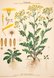 Korsmo Weed Plates - Senecio jacobaea
