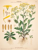 Korsmo Weed Plates - Senecio jacobaea