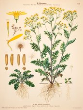 Korsmo Weed Plates - Senecio jacobaea