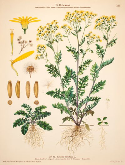 Korsmo Weed Plates - Senecio jacobaea original poster designed by Mørk, Sara
