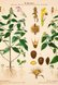 Korsmo Weed Plates Galeopsis tetrahit