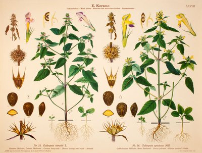 Korsmo Weed Plates - Galeopsis tetrahit L. - Galeopsis speciosa Mill original poster designed by Mørk, Sara