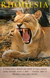 Rhodesia LIoness 