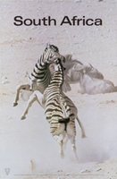 South Africa Zebra